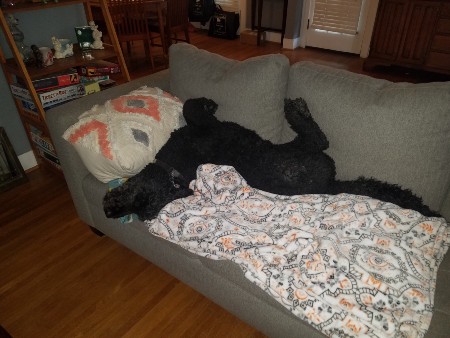 Big Poodle on Couch (1).jpg